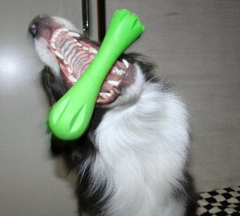 大口を開けて遊ぶ犬