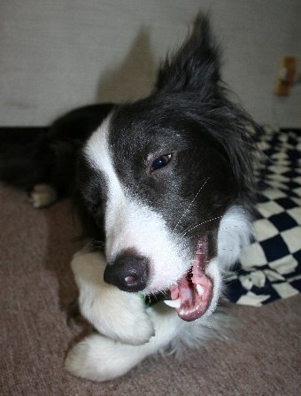噛むおもちゃが大好きな犬