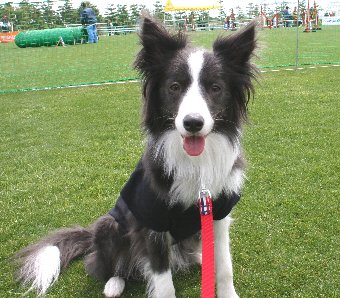 アジリティ大会に応援に来た犬