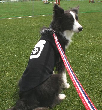 ドクロ柄の服を買ってもらった犬