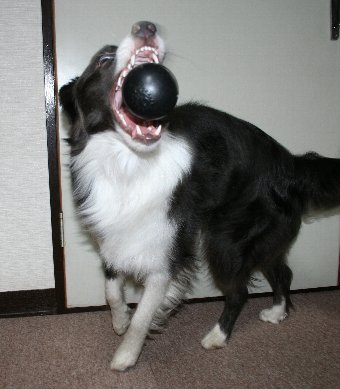 ボールキャッチする犬