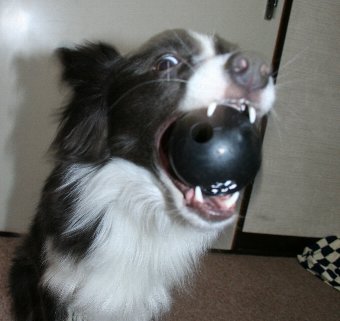 すごい顔でボールキャッチする犬