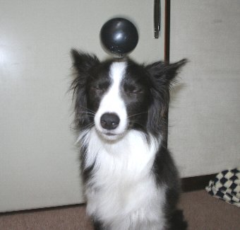 犬のヘディング写真