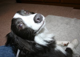 撫でろと要求してくる犬の顔