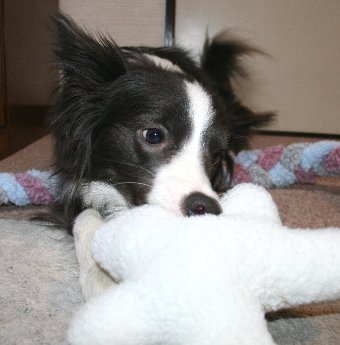 久しぶりのおもちゃに食いつく犬