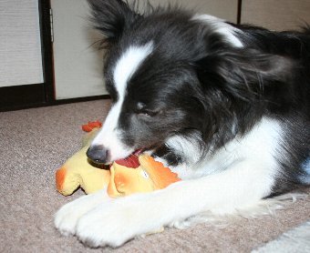 おもちゃを噛む犬
