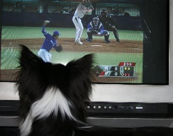 テレビで野球観戦する犬