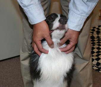 初めて会った人に珍しく警戒しなかった犬