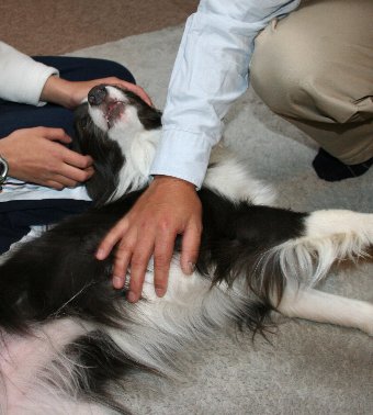 転がって撫でてもらう犬