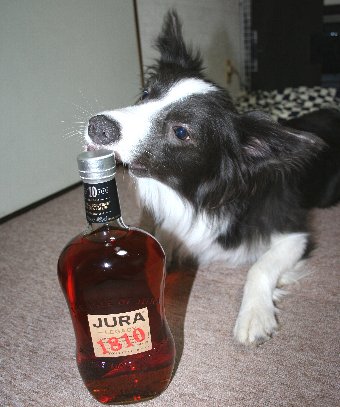 ウィスキーボトルをいたずらしようとする犬