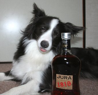 酔っぱらいのように写ったボーダーコリー