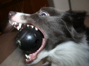 すごい顔でボールをくわえる犬