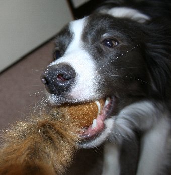 大好きなテニステイルで遊ぶ犬