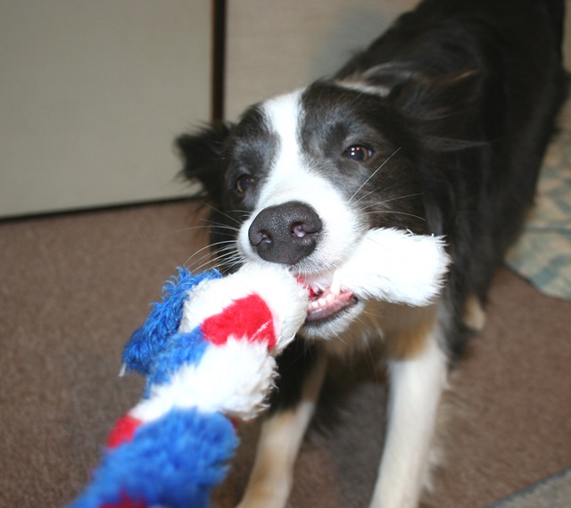 エナジーロープのようなロープで遊ぶ犬