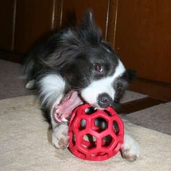 ホーリーローラーボールで遊ぶ犬