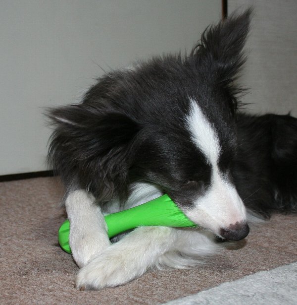 ハーリーで遊ぶ犬