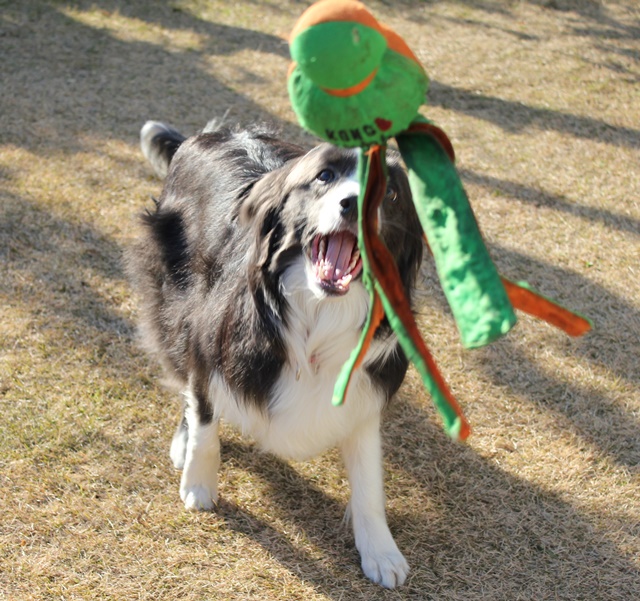 コングウァバで遊ぶ犬